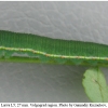 colias erate larva5 volg22